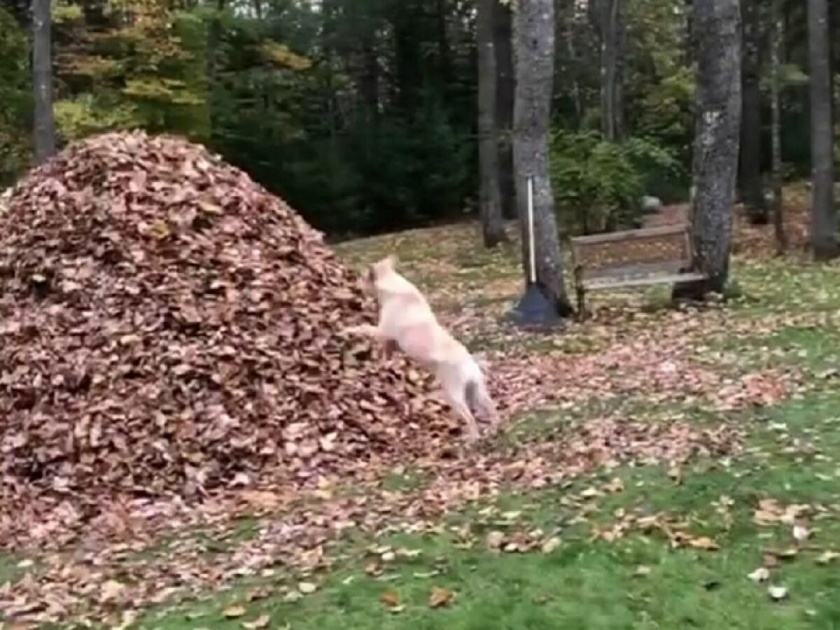 Dog jumped into the pile of leaves internet love this viral video api | कोरोनाचं टेन्शन सोडून पुन्हा पुन्हा बघाल हा व्हिडीओ, आतापर्यंत 1 कोटींपेक्षा जास्त लोकांनी पाहिलाय!
