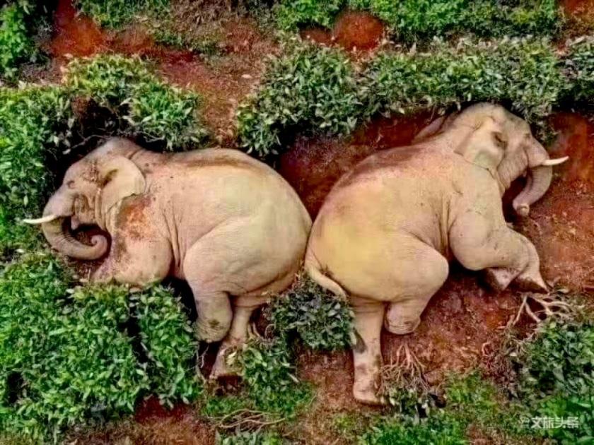 Elephants possibly drunk from wine and sleep in fields pics goes viral api | गावात घुसलेल्या 14 हत्तींनी 30 लिटर वाईन संपवली अन् पुढे काय झालं ते बघा...