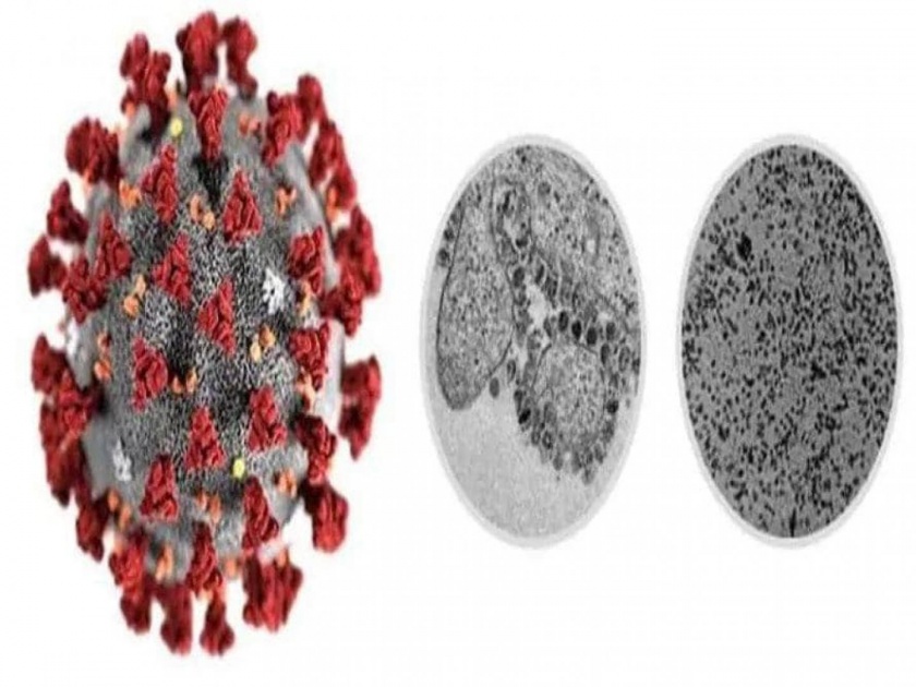 Indian scientists have revealed a microscopy image of coronavirus api | Coronavirus : भारतीय वैज्ञानिकांना मिळालं मोठं यश, पहिल्यांदाच कोरोनाचा फोटो मायक्रोस्कोपमध्ये केला कैद! 
