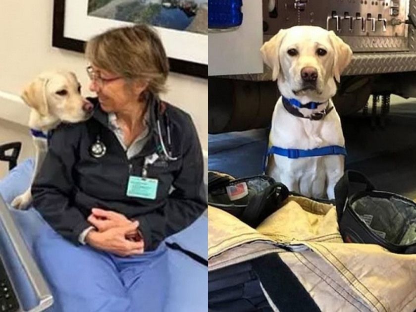 coronavirus : Meet Wynn therapy dog who is giving love to doctors who are treating coronavirus patients api | coronavirus : कडक सॅल्यूट! कोरोनाग्रस्त रूग्णांची काळजी घेणाऱ्या डॉक्टरांची काळजी घेतोय 'हा' कुत्रा!