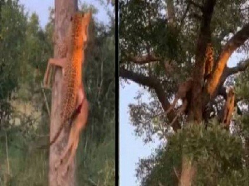 Leopard climbing tree with prey video goes viral api | Video : बिबट्याचे अनेक व्हिडीओ तुम्ही पाहिले असतील पण असा कधीच पाहिला नसेल!