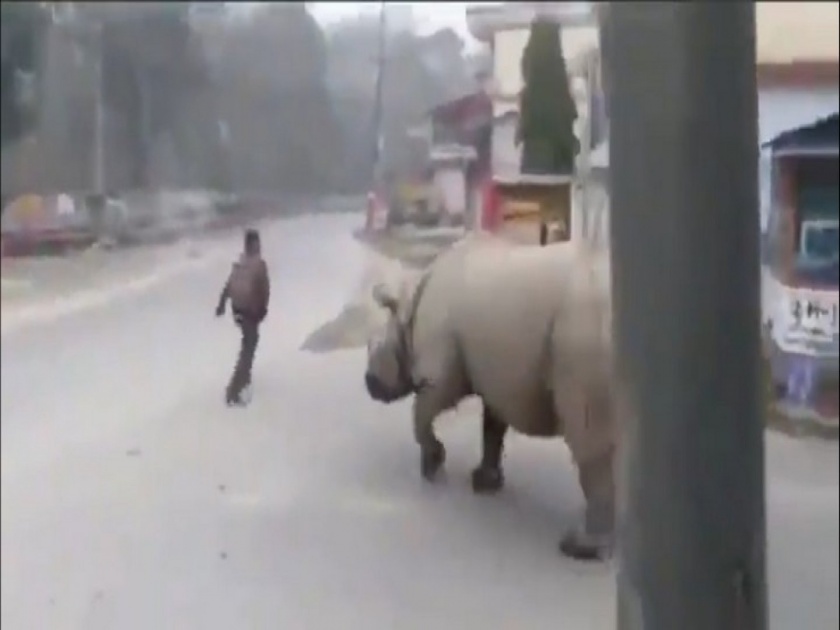 This rhino went for inspection in Lockdown in Nepal, video goes viral api | Video : 'तो' मस्त आरामात रस्त्यावर फिरत होता, समोरून आला गेंडा अन्.....