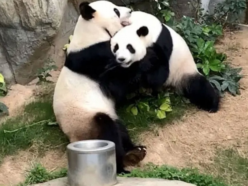 Two pandas at an empty zoo under coronavirus quarantine finally after 10 years api | कुणीतरी येणार येणार गं; अखेर 10 वर्षांनंतर पांडा देणार गुड न्यूज