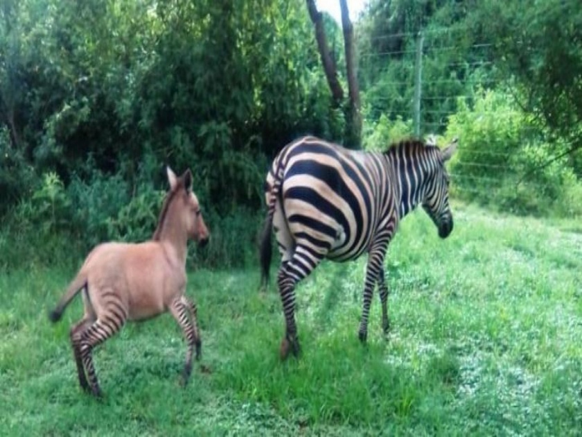 Zebra had an affair with a donkey and gave birth to a zonkey api | काय म्हणावं याला?; Donkey अन् Zebra च्या प्रेमातून Zonkey जन्माला आला!