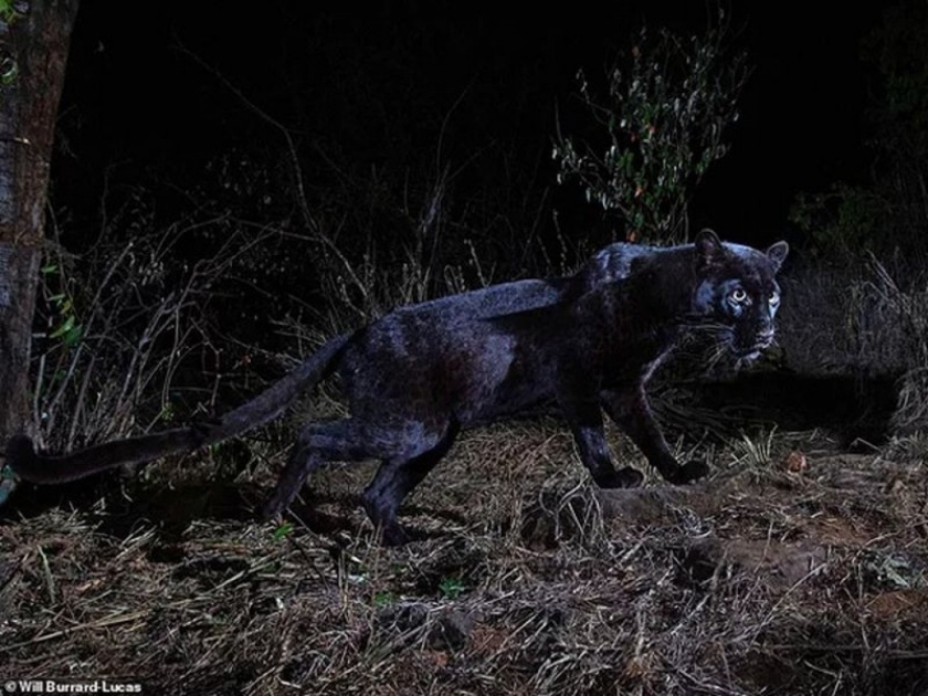 First Time Black Panther Captured On Camera In Goa Sanctuary api | गोव्यात पहिल्यांदाच रूबाबदार 'बगीरा' बिनधास्त फिरताना कॅमेरात कैद, फोटो झाले व्हायरल!