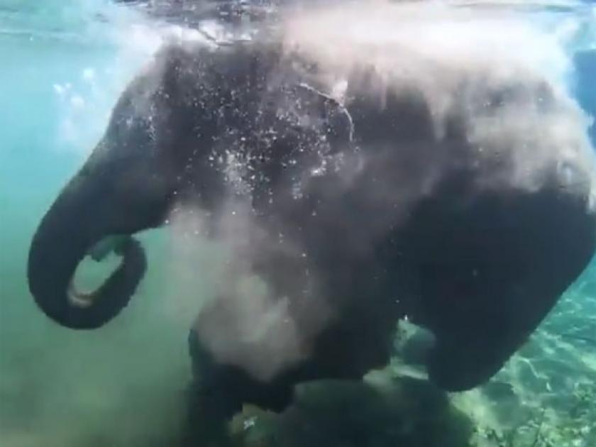 Elephant bath in the river video goes viral api | Video : हत्तीचा इतका भारी व्हिडीओ तुम्ही आधी पाहिला नसेल, एकदा बघाल बघतच रहाल....