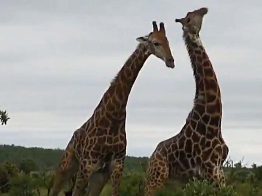 Watch video of giraffes fighting neck to neck goes viral api | Video : वेगवेगळ्या प्राण्यांची लढाई अनेकदा पाहिले असेल, जिराफांची लढाई कधी पाहिली का? आता बघा....
