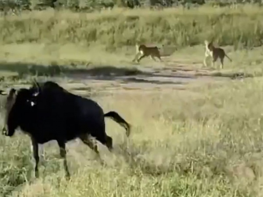 Survival of the fittest video when lions attack on a buffalo api | Viral Video : जीव वाचवण्यासाठी म्हशीने अशी मारली उडी, सिंहांनी असा कधी विचारही नसेल केला!