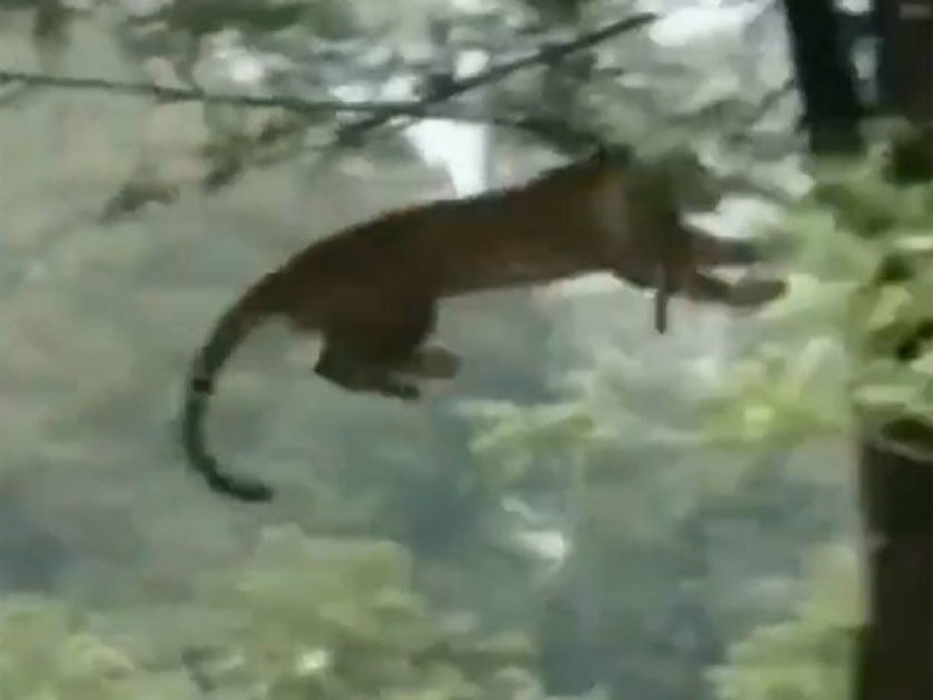 Viral Video : Leopard jump tree to tree will shock you | Viral Video : 'अशी' खतरनाक असते भौ बिबट्याची स्टाईल, व्हिडीओ एकदा बघाल बघतच रहाल....