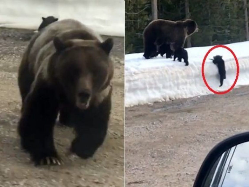 Viral Video : Mama bear try to attack car to protect cubs in Montana | Video : लहानग्या अस्वलाला बघण्यासाठी कमी केला कारचा स्पीड, आईचं 'हे' रूप पाहून ड्रायव्हर असा काही पळाला....