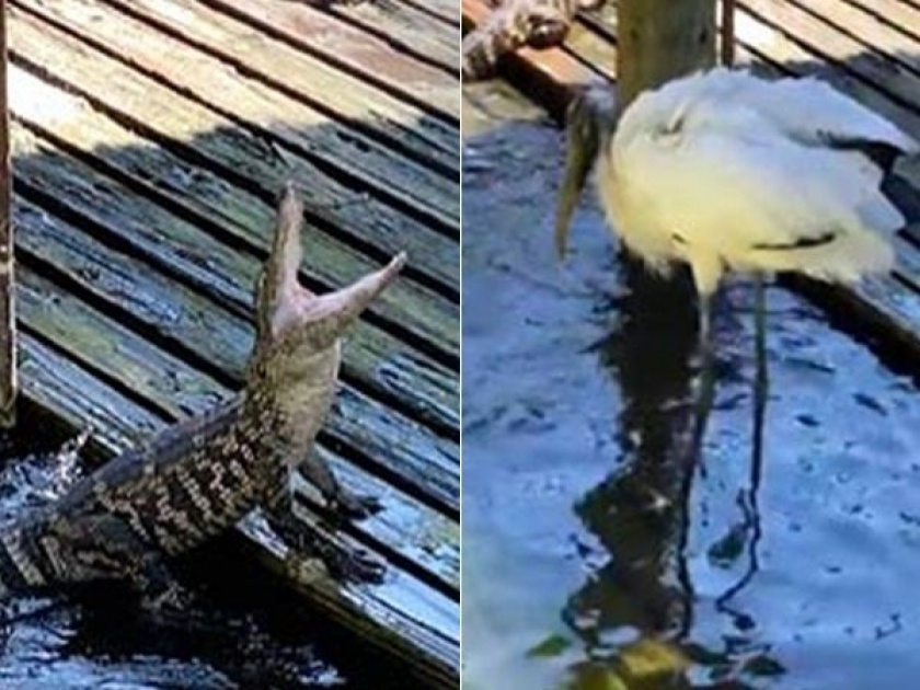 Baby alligators vs giant stork fight watch viral vide | Video! ...जेव्हा मगरीची पिल्लं एका मोठ्या बगळ्याशी पंगा घेतात, बघा पुढे काय होतं!