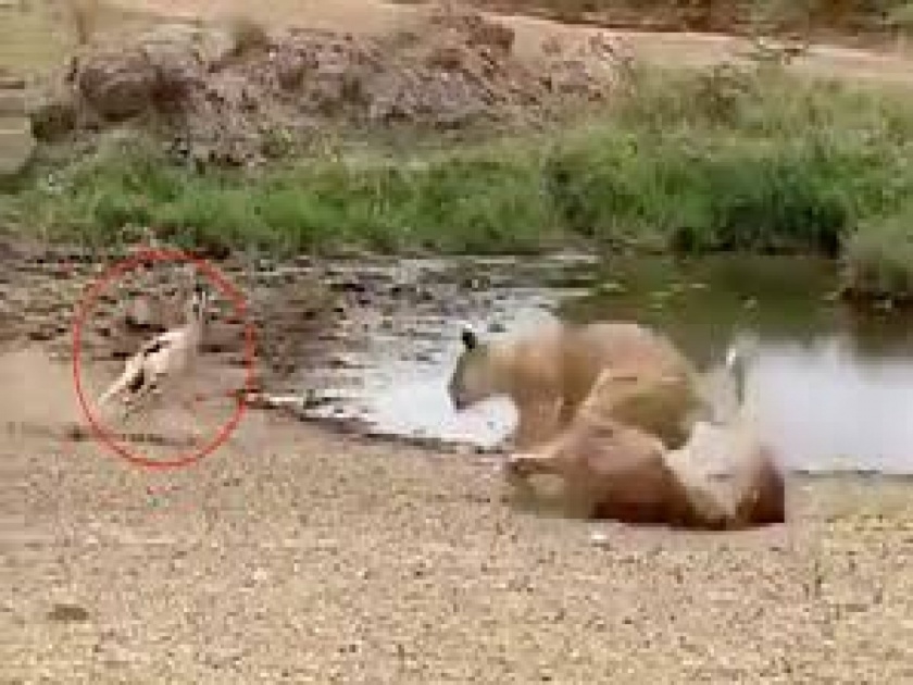 Viral Video : Lion fails to catch gazelle in epic safari footage | Viral Video : बघा हरणाच्या चलाखीसमोर सिंहाचा झाला 'पोपट', कंट्रोल नसेल तर पॉवरचा काय फायदा!