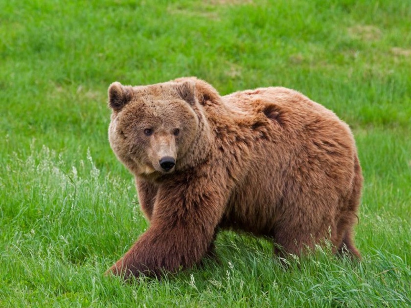A bear in Italy has been sentenced to death after attacking father and his son during hike | काय सांगता! ...म्हणून एका अस्वलाला सुनावली गेली चक्क मृत्युदंडाची शिक्षा, अनेकांनी केला विरोध!