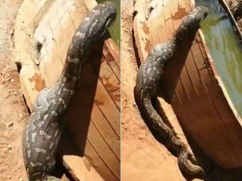 Huge python after meal to cool itself watch shocking video | Shocking! पाणी प्यायला हौदात जात होता अजगर, पोट पाहून अवाक् झाले लोक...