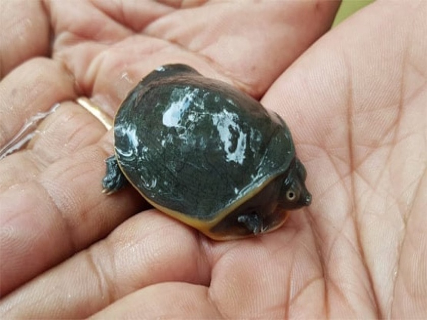 Black rare turtle found in Madhya pradesh Betul | उद्योगपतीला सापडला दुर्मिळ कासव, याला मानलं जातं गुडलक चार्म!