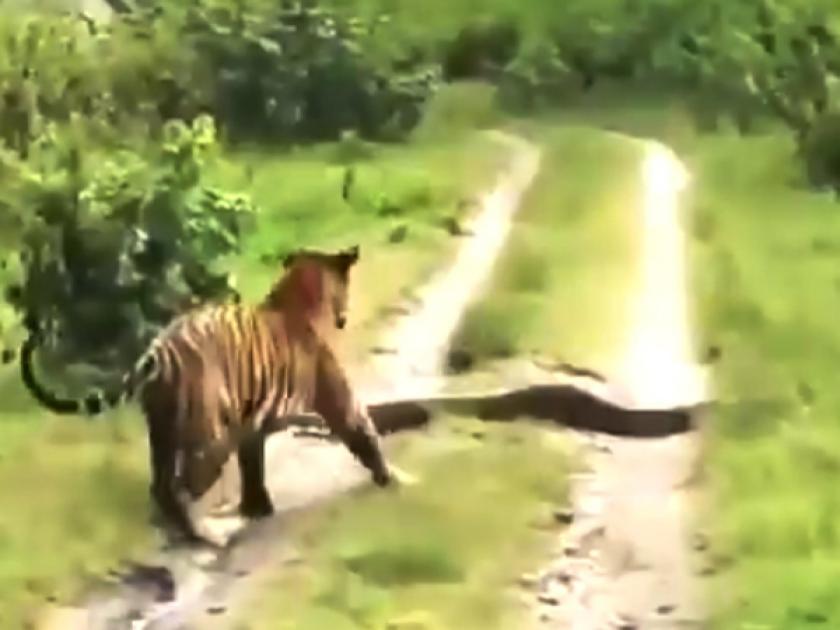 Tiger leaves the way to python video viral tweeple0 reacts watch viral video | Video : रस्त्यात आडवा आला भलामोठा अजगर, वाघाने समजूदारपणे घेतलं काम नाही तर....