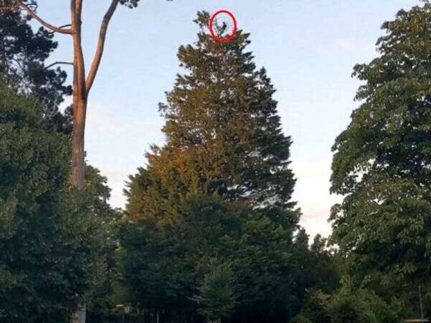 Man enjoys picnic at top of 60ft tree video goes viral | अरे वाह रे वाह! लोकांपासून 'इतकी' दूर जाऊन बसली ही व्यक्ती, व्हिडीओ झाला व्हायरल....