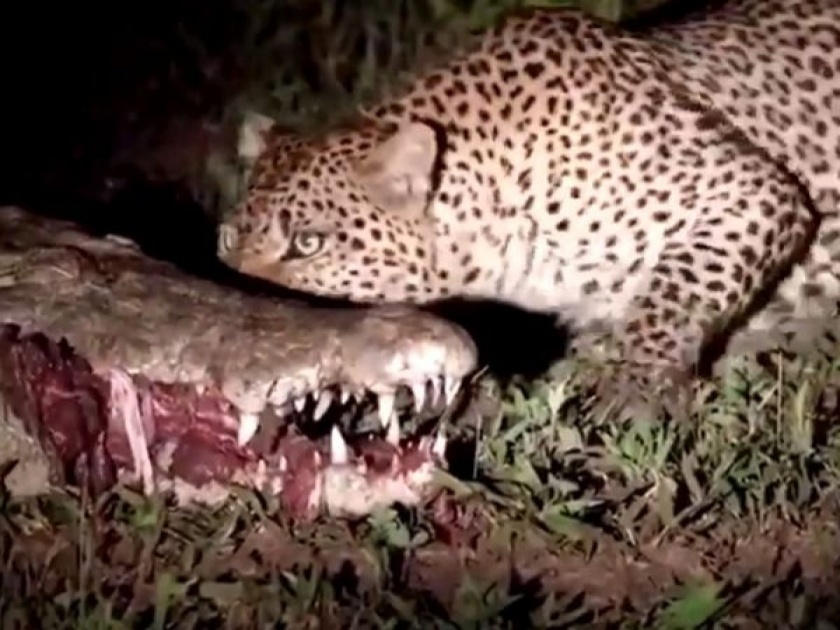 Viral Video : Leopard steals food straight from a crocodiles mouth watch | बाप रे बाप! बिबट्यानं केलं असं काही डेरिंग, थेट मगरीच्या तोंडातून हिसकावला तिचा घास आणि...