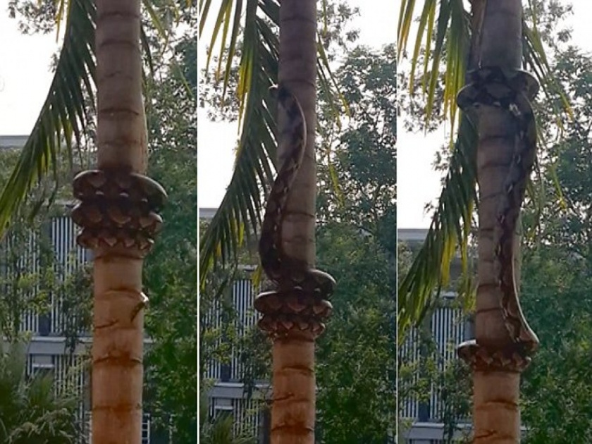Viral video : When python snake climb tree, people goes crazy | OMG! झाडावर असा काही कुंडली मारत चढला साप की, बघणाऱ्यांना फुटला घाम!