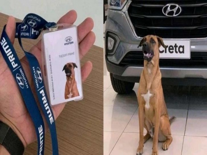 Hundai showroom adopts street dog makes him car salesman | क्या बात! रस्त्यावरील कुत्र्याचं फळफळलं नशीब, ह्युंदाई शोरूमने बनवलं सेल्समॅन!