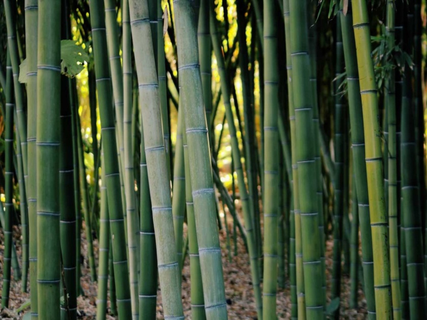 How to cultivate bamboo and get subsidy by government | हिरवं सोनं आहे बांबूची शेती, कोट्यधीश झालेत लोक, सरकारही देत आहे सब्सिडी!