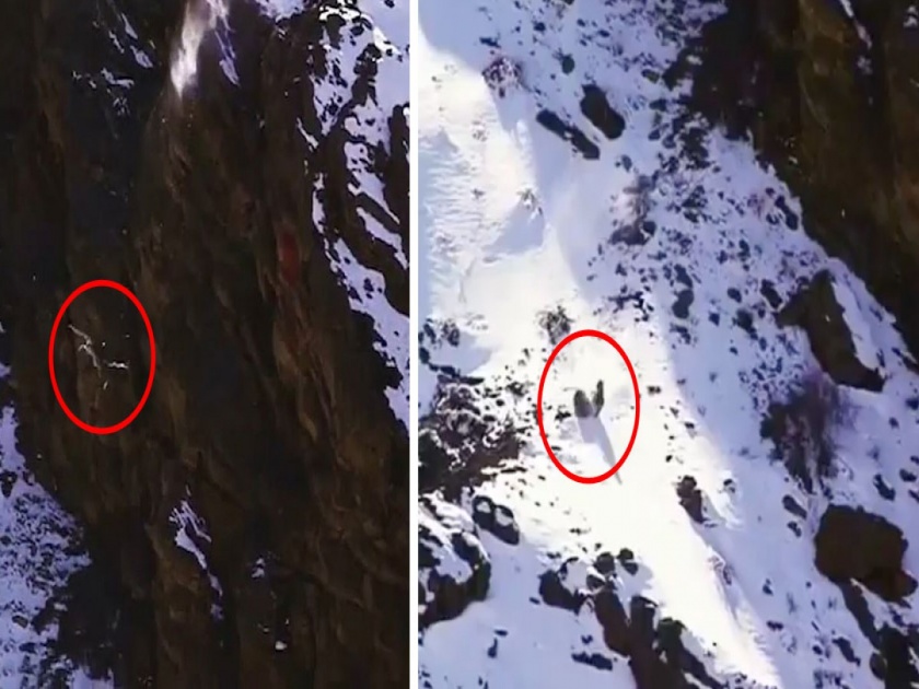 Shocking Video : Rare footage when snow leopard fall from mountain this happens then | Shocking Video : शिकार घेऊन डोंगराहून खोल दरी कोसळला बिबट्या, बघा पुढे काय झालं....