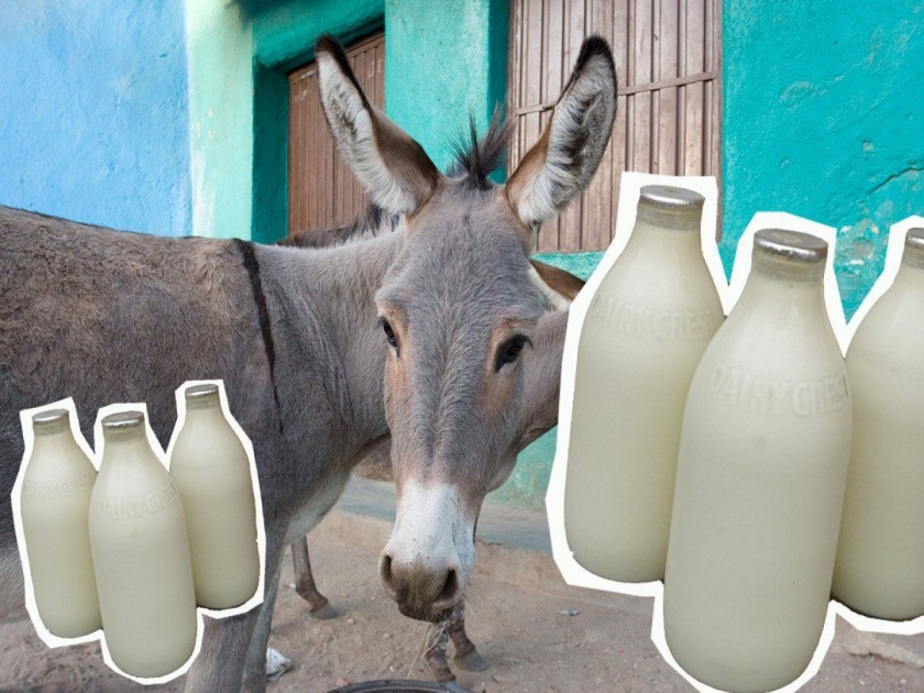 Dairy of donkey milk will start for the first time in the India, The price of rs 7000 a liter | देशात पहिल्यांदाच सुरू होणार गाढवीणीच्या दुधाची डेअरी, फायदे अन् किंमत वाचाल तर चक्रावून जाल!