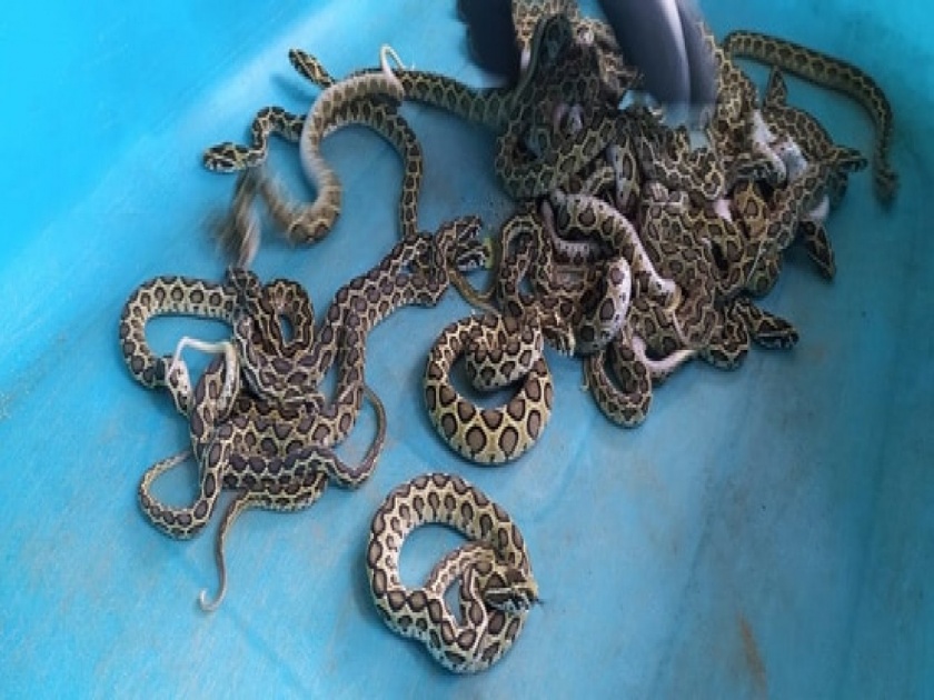 Russell Viper snake gives birth 33 snakelets at Coimbatore zoo | सर्वात विषारी सापाने एकाच वेळी दिला ३३ पिल्लांना जन्म, फोटो झालेत व्हायरल