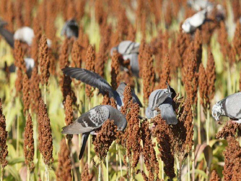 Farmer sows half acre of land for birds feed in Coimbatore | दिलदार मित्र! केवळ पक्ष्यांना खाण्यासाठी म्हणून अर्धा एकर जमिनीवर पिक घेणारा शेतकरी!