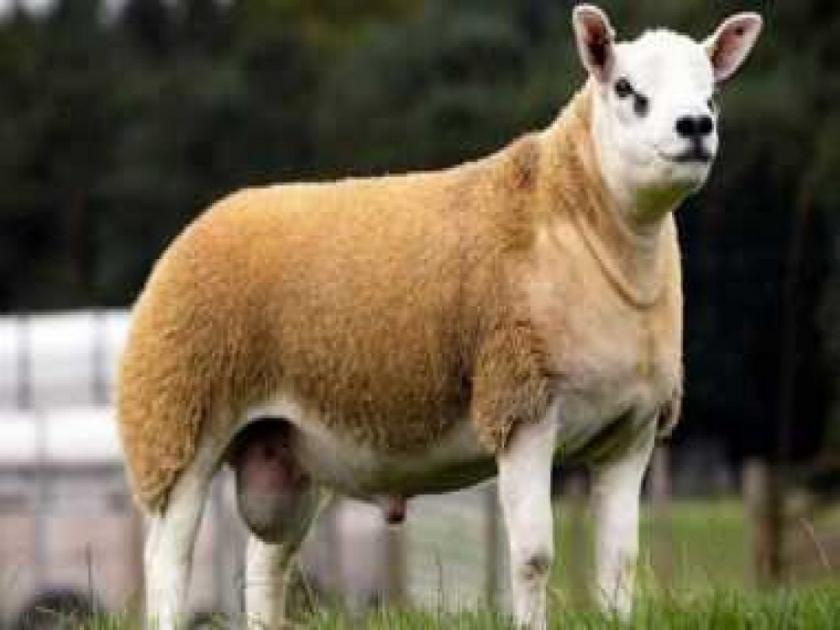World's most expensive sheep purchased for 3.5 crore | बाबो! जगातली सर्वात महागडी मेंढी ३.५ कोटी रूपयांना विकली, पण इतकी किंमत का?