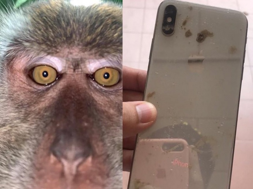 After retrieving his missing phone man finds it full of monkey selfies | VIDEO : चोरी गेलेला फोन सापडला जंगलात, गॅलरी चेक केल्यावर जे दिसलं ते पाहून बसला धक्का!