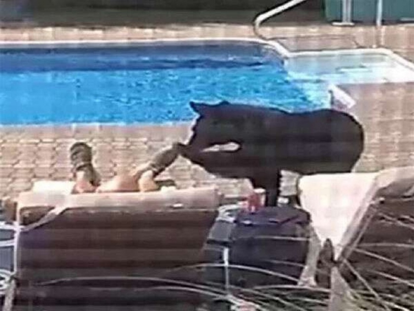 Shocking video bear wakes up man napping by swimming pool watch | VIDEO : स्वीमिंग पूल शेजारी तो करत होता आराम, अचानक तिथे आलं अस्वल आणि...