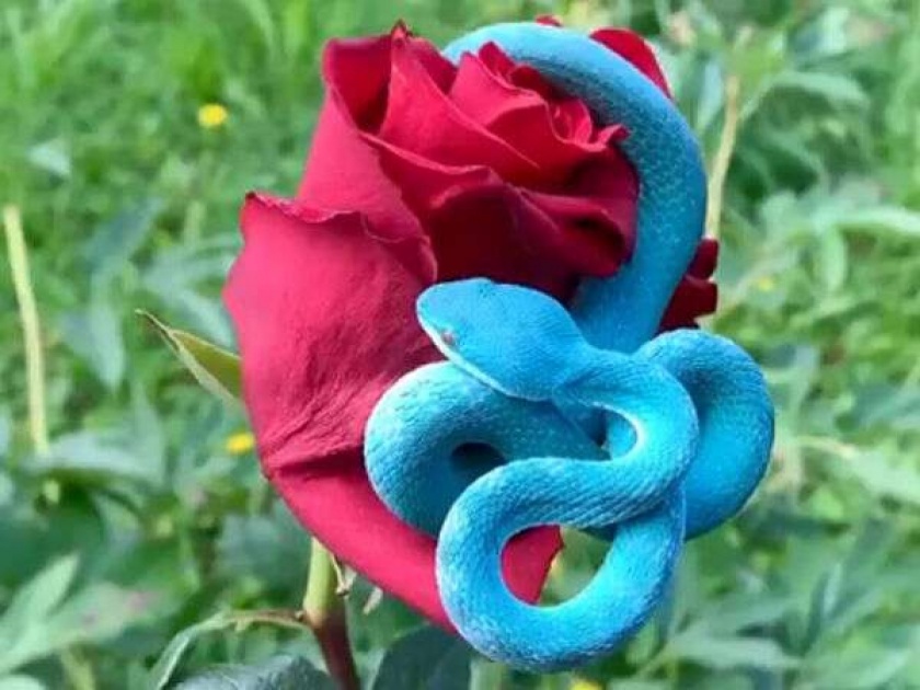 Blue pit viper snake with red rose rare video clip goes viral | गुलाबाच्या फुलाला गुंडाळी मारून बसला निळ्या रंगाचा दुर्मीळ साप, व्हिडीओ पाहून लोक हैराण!