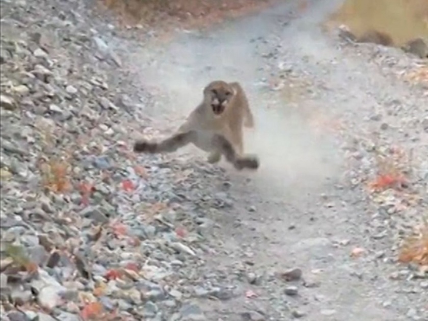 watch cougar or puma launches hiker stalking six minutes in Utah | VIDEO : ट्रेकिंग करताना केली तरूणाने चूक, सहा मिनिटे त्याच्या मागे धावत राहिला बिबट्या आणि...