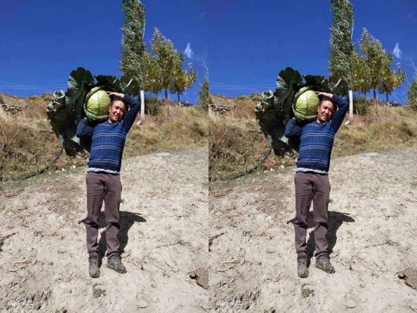 Keylong Lahaul spiti farmer produce 17 kg cauliflower makes everyone surprise | अरे बाप रे बाप! शेतकऱ्याने पिकवली तब्बल १७ किलो वजनाची एक कोबी, आकार पाहून सगळेच हैराण...
