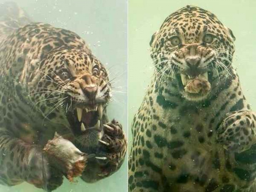 Photographer captures rare moment jaguar diving to catch food see pic | Photo : पाण्याखाली शिकार पकडत होता Jaguar, कॅमेरात कैद झाला खतरनाक क्षण...