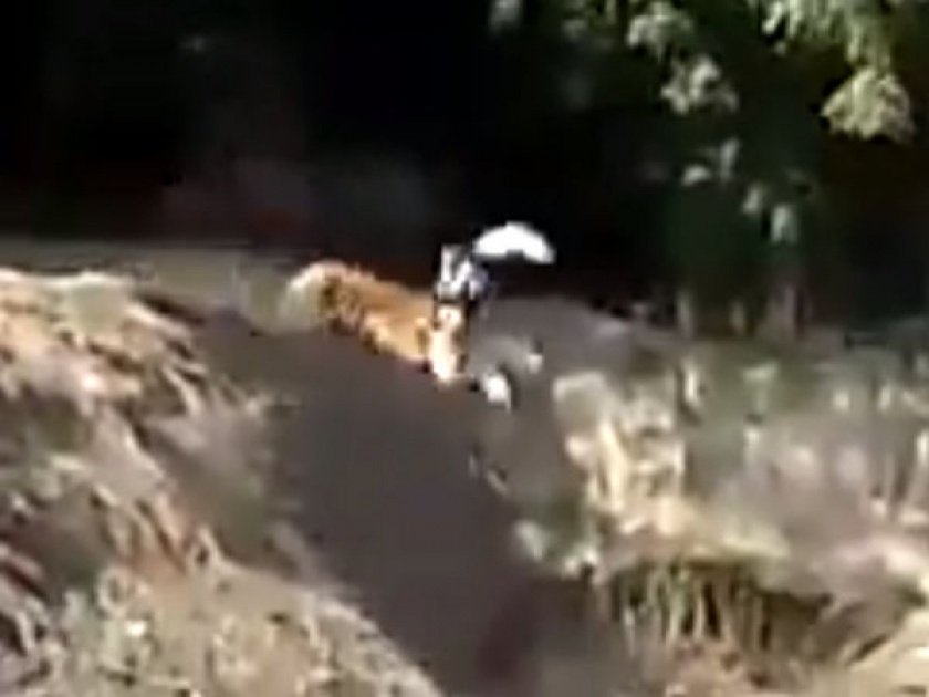 Watch tiger attack a man video goes viral | VIDEO : नशीबवान! वाघ मागे लागल्याने धावत सुटले होते लोक; अचानक एकाला त्याने पकडलं आणि...