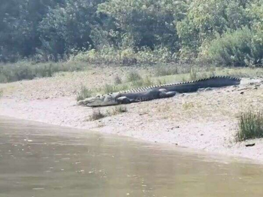 watch viral video of crocodile entry in water will shock you | VIDEO : या मगरीने पाण्यात घेतली इतकी कूल एन्ट्री की बघणारे बघत राहिले....