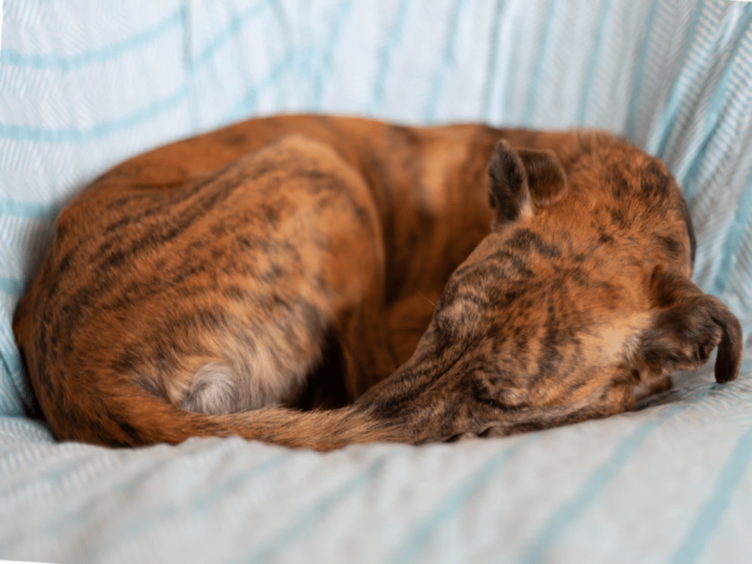 why dog turn around while sitting or sleeping? | कुत्रा झोपण्यापूर्वी गोल चक्कर का मारत असतो? जाणून घ्या यामागचं कारण....