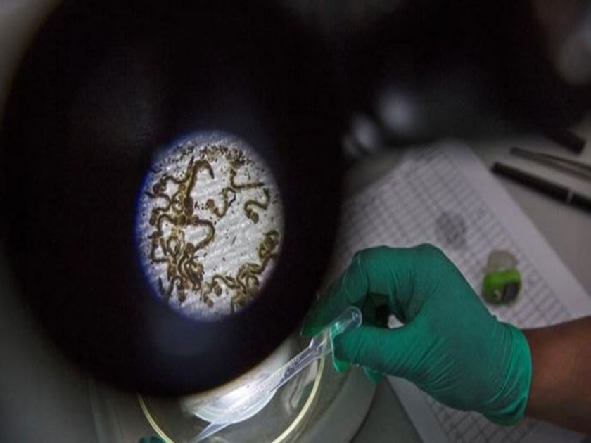Australian scientists develop smart stem cells with regenerative abilities | वैज्ञानिकांची कमाल! सिनेमात दाखवतात तशा आता आपोआप भरतील जखमा, जोडले जातील अवयव.....