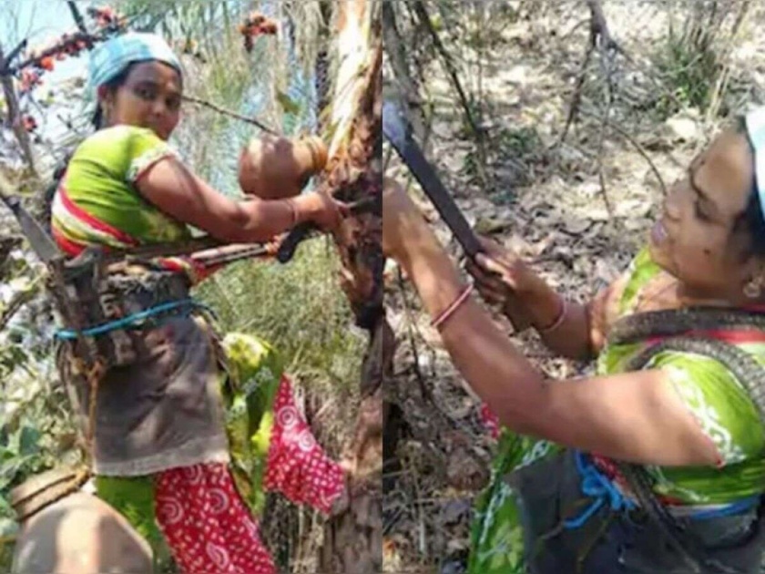 Single mother woman climbs 30 feet tall palm trees to earnings news from Telangana | सलाम! चिमुकलीचं पोट भरण्यासाठी रोज ३० फूट उंचीच्या झाडावर चढते ही आई....
