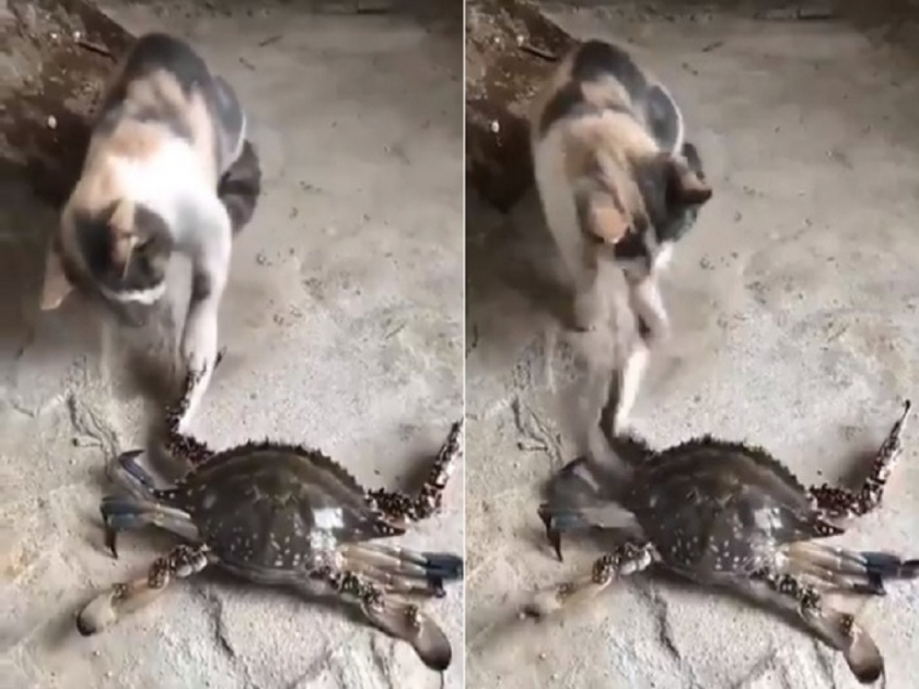 Cat and Crab funny fight video viral on social media | खेकड्यासोबत पंगा घेणं मांजरीला पडलं महागात, व्हायरल व्हिडीओ पाहून पोट धरून हसाल....