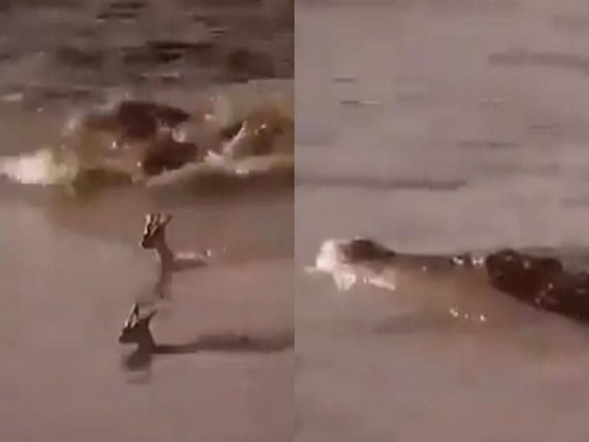 When crocodile attack on deer mother made sacrifice her own life video goes viral | VIDEO : हरणाच्या पाडसाकडे जात होती मगर, आईने जे केलं ते पाहून पाणावले लोकांचे डोळे.....