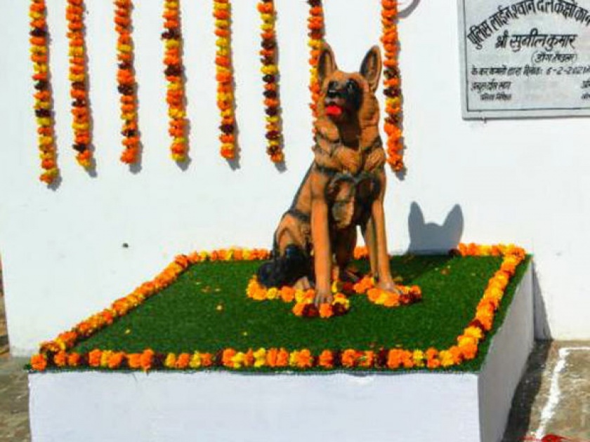 Muzaffarnagar police honour female dog asp tinki with a statue who solve 49 cases | सल्यूट! ASP टिंकीचा असाही सन्मान, ४९ केसेस सॉल्व करण्यात केली होती मदत.....