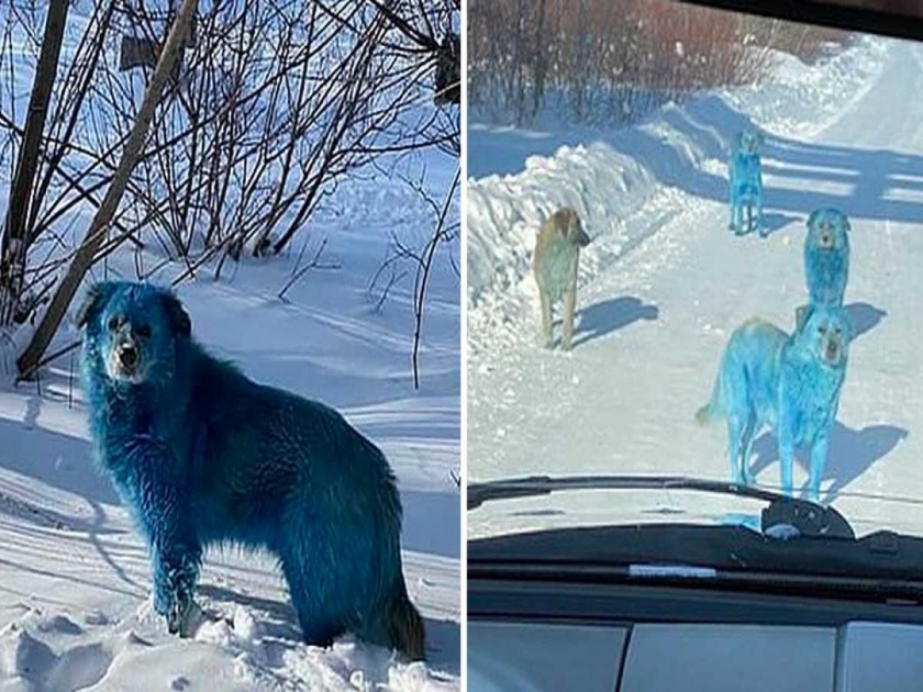 Blue dog viral photo of herd of blue dogs in Russia triggers dogs health investigation | निळ्या रंगाच्या कुत्र्यांचे फोटो झाले व्हायरल, त्यांच्या या रंगाचं धक्कादायक कारण आलं समोर....