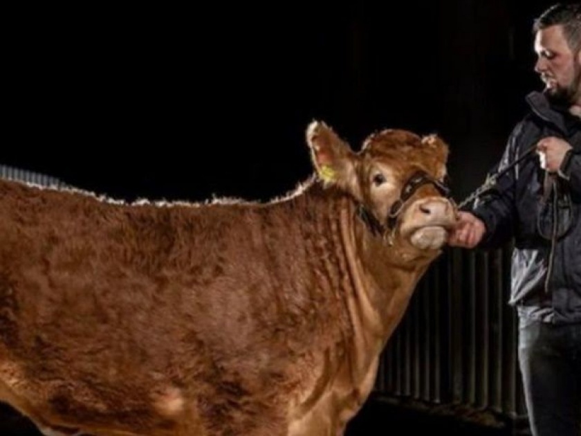British cow sells for 2 crore becomes worlds most expensive heifer | बाबो! ४ महिन्यांच्या या गायीला मिळाली २ कोटी रूपये किंमत, पण का?