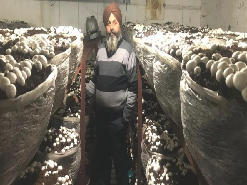 Punjab's mushroom king Sanjiv Singh's success story | पंजाबचा मशरूम किंग! एका खोलीत सुरू केली होती शेती, आज वर्षाला १.२५ कोटींची होत आहे कमाई