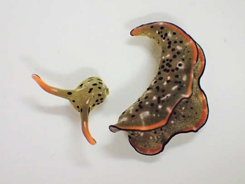 Sea slugs found severing own heads and then regenerating their bodies | अद्भूत! आधी आपलं स्वत:चं डोकं कापतात, नंतर संपूर्ण नवं शरीर बनवतात हे विचित्र समुद्री जीव....