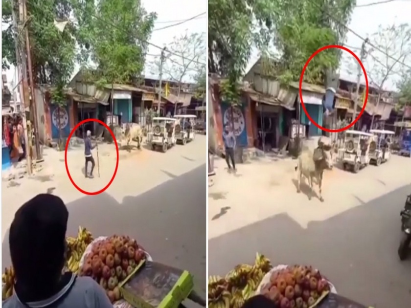 Bull attacked the person carrying the sticks jumped 10 feet in the air watch video | VIDEO : रस्त्याने जात असलेल्या व्यक्तीवर वळूचा हल्ला, १० फूट वर हवेत फेकलं आणि...