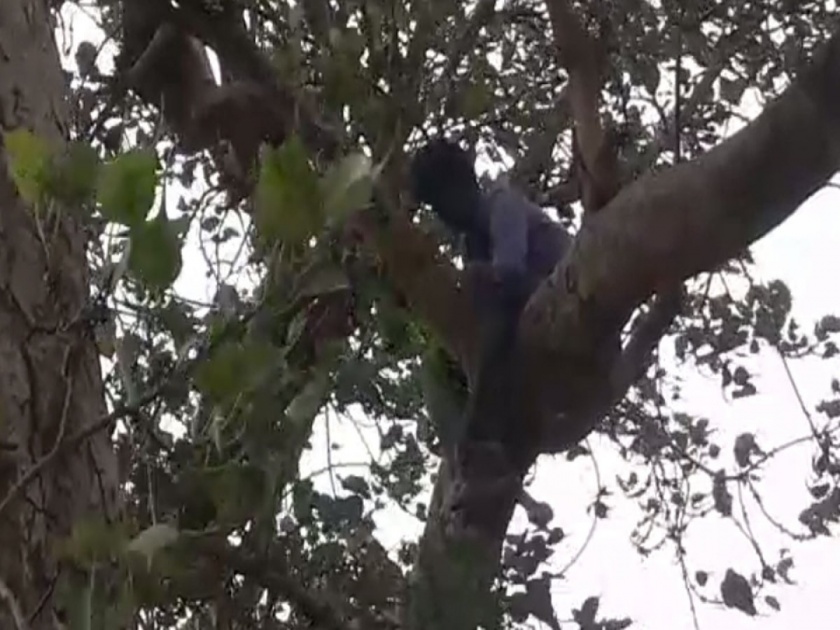 Husband wife fighting high voltage drama husband climbed 50 feet tall peepal tree | बाबो! २ वर्षांपासून माहेरी जाऊन बसली पत्नी, पतीचा ५० फूट उंच झाडावर चढून हाय व्होल्टेज ड्रामा!
